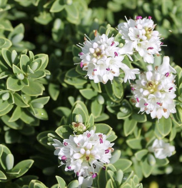 Hebe Sutherlandii Perennial Evergreen Shrub Plug Plants Pack x6