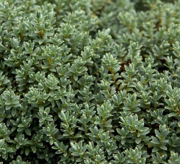 Hebe Sutherlandii Perennial Evergreen Shrub Plug Plants Pack x6
