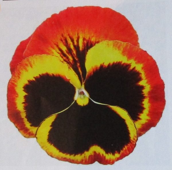 Winter Pansy Carneval® 'Fire' Plug Plants Pack x12