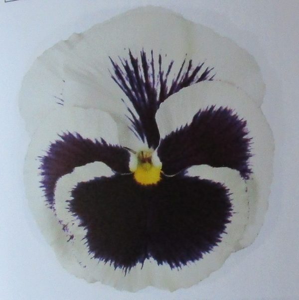 Winter Pansy Carneval® 'White With Blotch' Plug Plants Pack x12