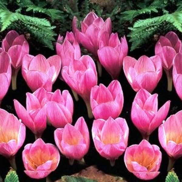 Crocus (Kotschyanus) Zonatus Autumn Flowering Bulbs Pack x12