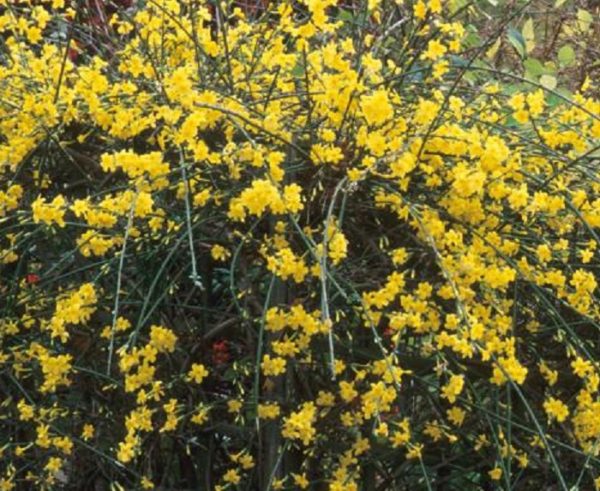 Jasminum Nudiflorum (Winter Jasmine) XXL Supersize Plug Plants Pack x3