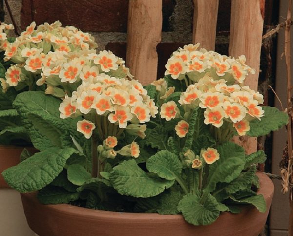 Primula Veris (Cowslip) 'Lime With Orange' Perennial Garden Plug Plants Pack x6