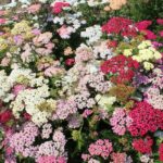 Achillea Millefolium 'Colorado Mix' Perennial XXL Supersize Plug Plants Pack x3
