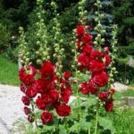 Hollyhock Chater's Double Scarlet Perennial XXL Supersize Plug Plants Pack x3