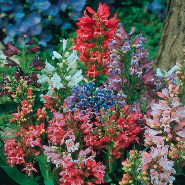 Penstemon Dwarf 'Navigator Mixed' Perennial XXL Supersize Plug Plants Pack x3