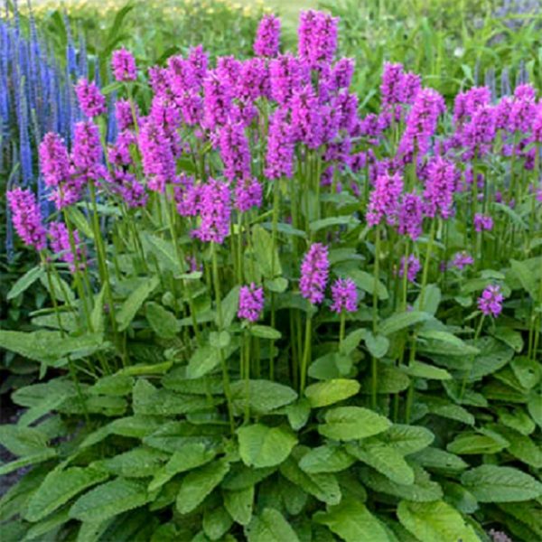 Stachys Monieri 'Hummelo' Perennial XXL Supersize Plug Plants Pack x3
