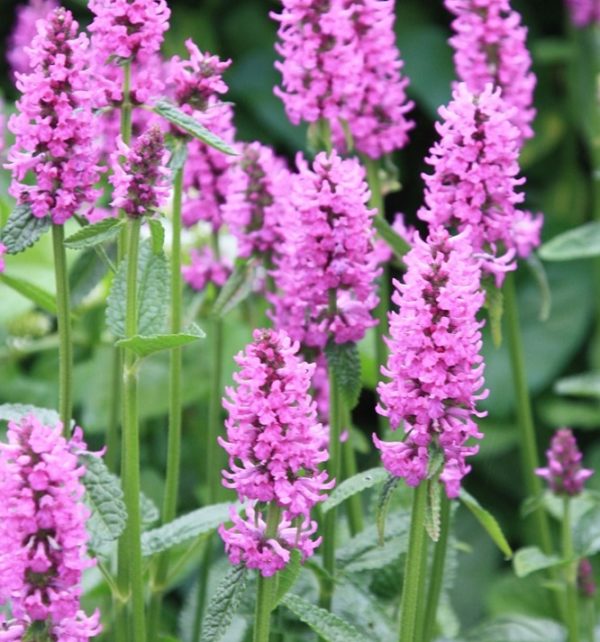 Stachys Monieri 'Hummelo' Perennial XXL Supersize Plug Plants Pack x3