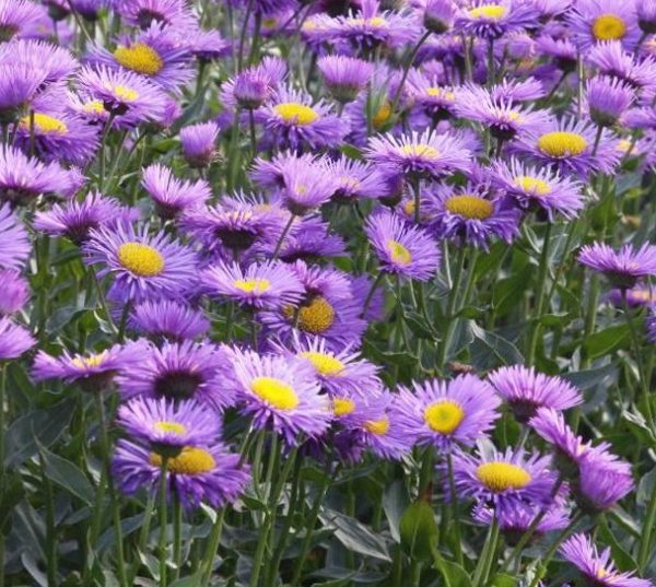 Erigeron 'Azure Beauty' Perennial XXL Supersize Plug Plants Pack x3
