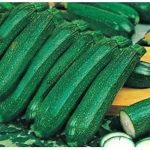 Courgette 'Ambassador F1' Kings Quality Seeds Vegetable Pack