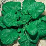 Spinach 'Matador' Garden Pack Kings Organic Vegetable Seeds
