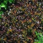 Lettuce 'Red Salad Bowl' Vegetable Seeds Kings RHS Winner