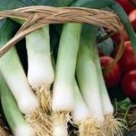 Leek 'Musselburgh' Kings Pack erbs Vegetable Seeds