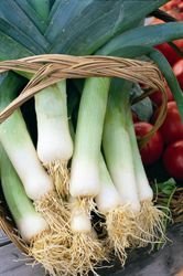 Leek 'Musselburgh' Kings Pack erbs Vegetable Seeds
