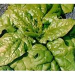 Spinach 'Matador' Garden Pack Kings Organic Vegetable Seeds