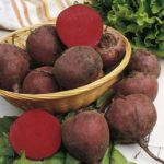 Beetroot 'Detroit 2' Kings Vegetable Seeds New