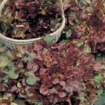 Lettuce 'Red Salad Bowl' Vegetable Seeds Kings RHS Winner