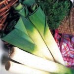 Leek 'Musselburgh' Kings Pack erbs Vegetable Seeds