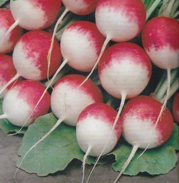 Radish Seed 'Sparkler ' Kings Quality RHS Vegetable Garden Seeds
