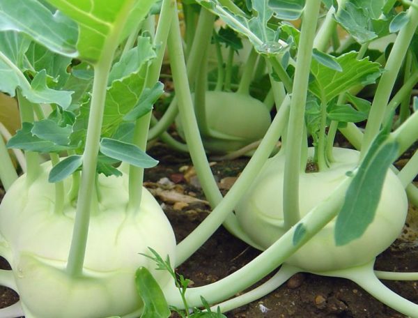 Kohl Rabi 'Green Delicacy' Kings Vegetable Seeds