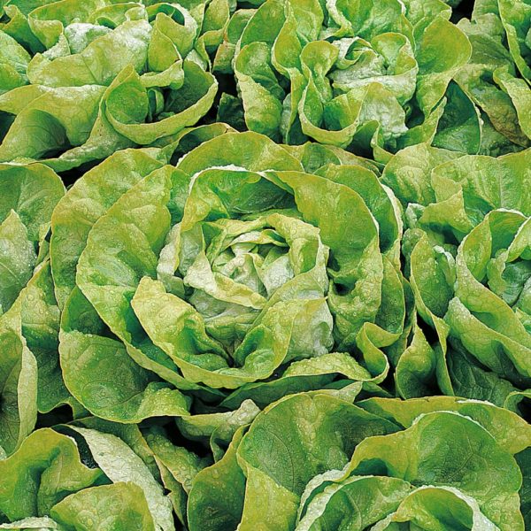 Lettuce 'Arctic King' King's Quality Pack Vegetable Seed