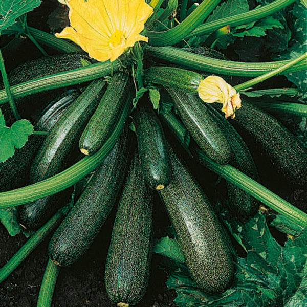 Courgette 'Ambassador F1' Kings Quality Seeds Vegetable Pack