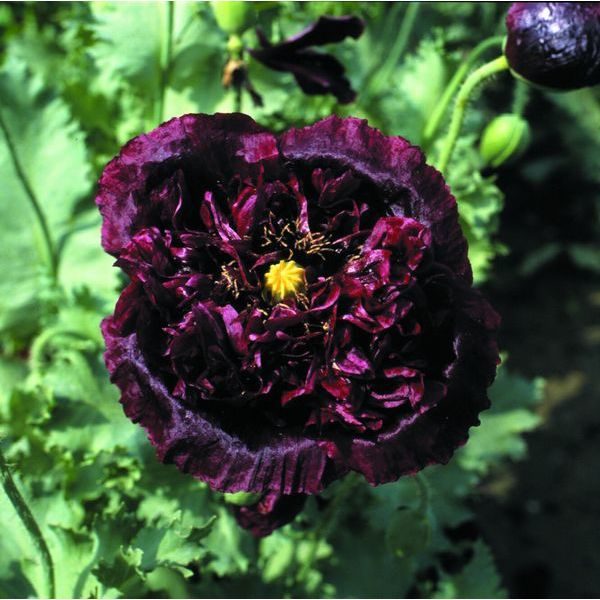 Pack Flower Seeds Papaver (Poppy) Black Peony Kings Quality Garden Seeds
