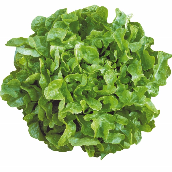Pack Vegetable Garden Seed Lettuce 'Oakleaf Smile' King's Seeds