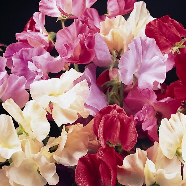 Sweet Pea Galaxy Mixed King's Quality Seeds Pack Flower