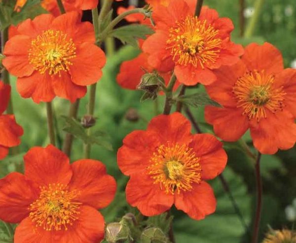 Geum 'Queen of Orange' Perennial XXL Supersize Plug Plants Pack x3