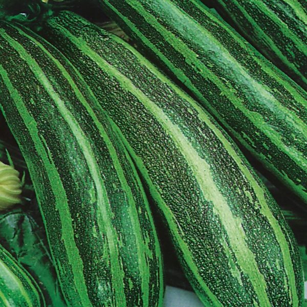 Marrow Long Green Bush Garden Kings Vegetable Seeds