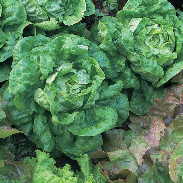 Lettuce "All The Year Round' Kings's Seeds Pack Butterhead