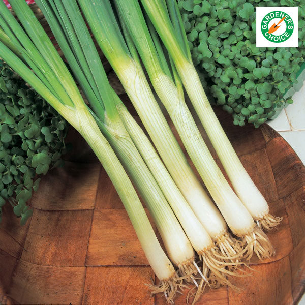 Spring Onion 'White Lisbon' (Winter Hardy) King's Pack Vegetable Seeds