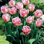 Tulip Bulb Double Peony 'Foxtrot' WPC Prins Quality Bulbs Pack 10