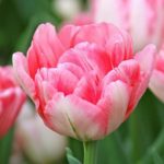 Tulip Bulb Double Peony 'Foxtrot' WPC Prins Quality Bulbs Pack 10