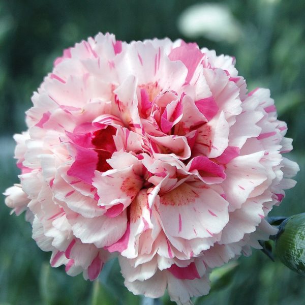 Dianthus 'Baileys Celebration' Pinks Perennial Garden Plug Plants Pack x6