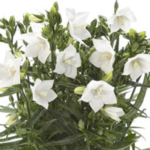 Campanula Persicifolia 'Takion White' Perennial Plug Plants Pack x6