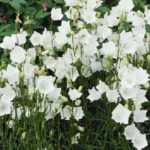 Campanula Persicifolia 'Takion White' Perennial Plug Plants Pack x6