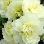 Double Primrose Primula Belarina® Cream Perennial Plug Plants Pack x6