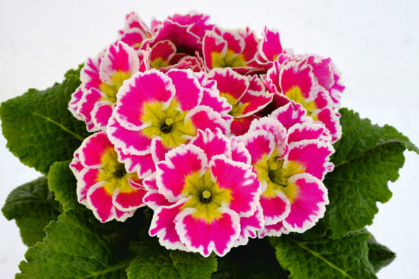 Primrose 'Sacarina Rose' Perennial Garden Plug Plants Pack x6