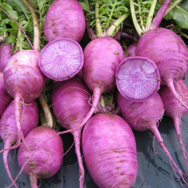 Radish Bluemoon F1 Kings Vegatable Seeds