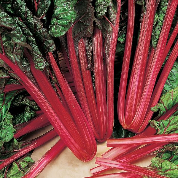 Leaf Beet Rhubarb Chard (Award of Garden Merit) RHS Kings Quality Pack Seeds