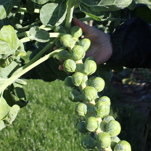 Brussels Sprout Marte F1 Quality Kings Vegetable Seeds
