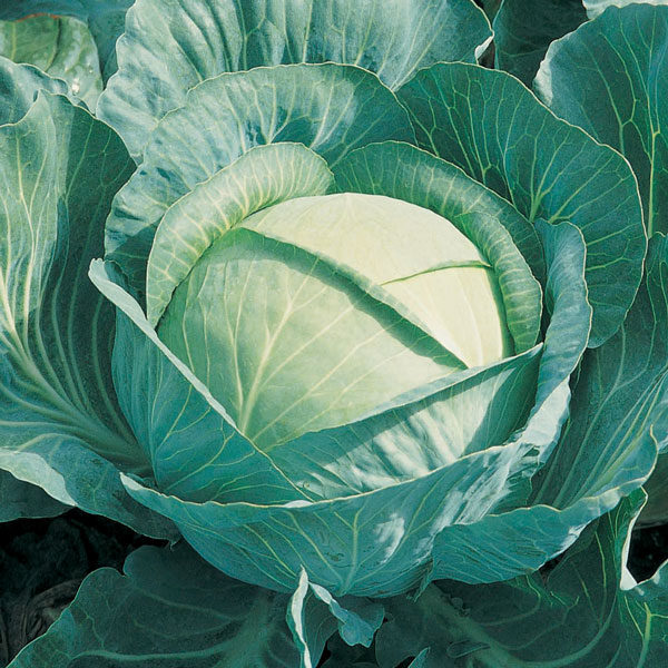 Cabbage Brigadier F1 Quality Kings Seeds Vegetable Packs