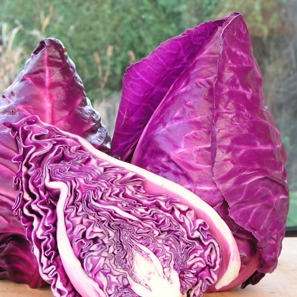 Cabbage Kalibos Quality King Seeds Vegetable Packs