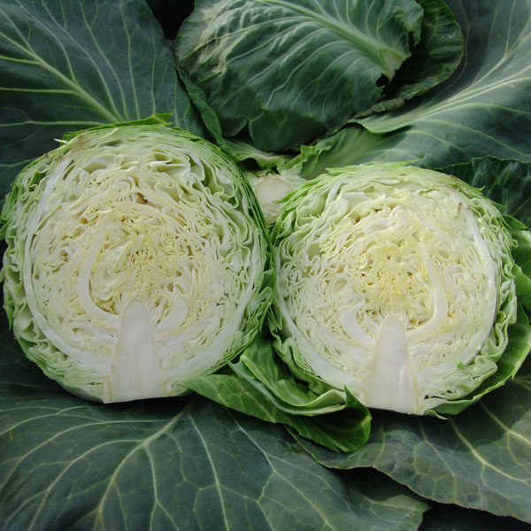 Cabbage Kalibro F1 Quality Kings Seeds Vegetable Pack