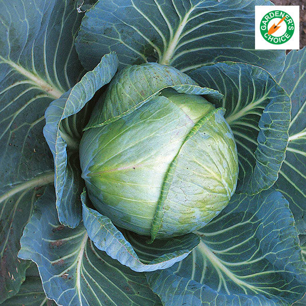Cabbage Stonehead F1 (Award of Garden Merit) Quality Kings Seeds Vegetable Packs