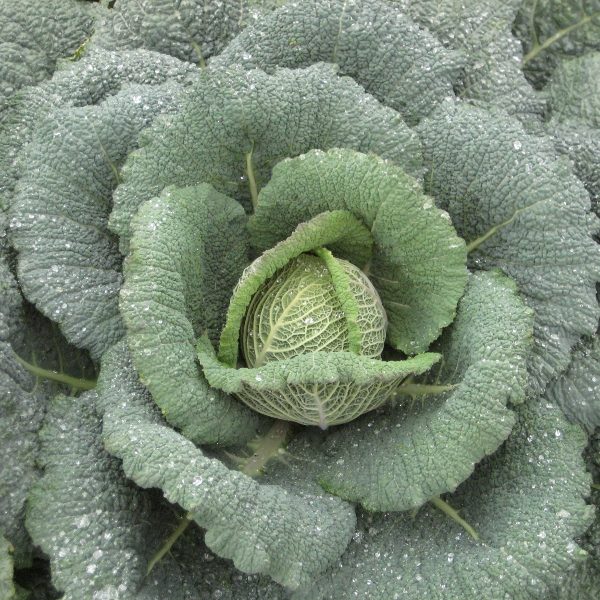 Savoy Wintessa F1 Quality Kings Seeds Vegetable Pack