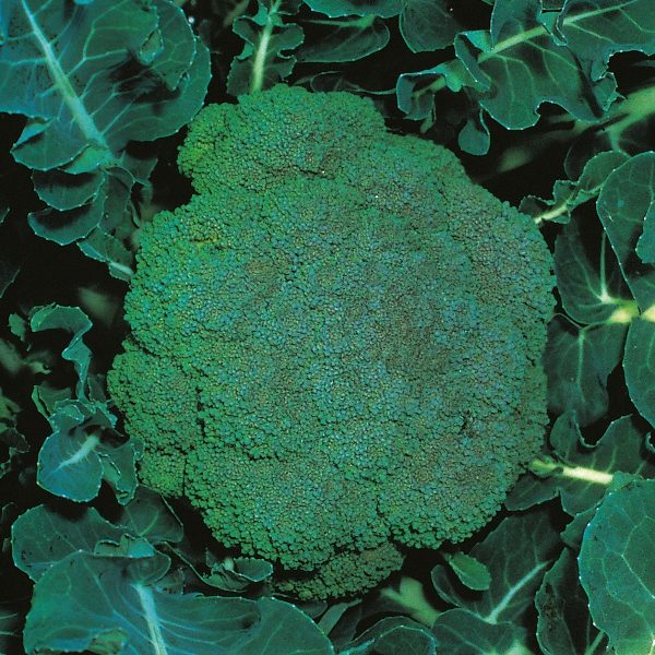 Calabrese Marathon F1 Quality Kings Seeds Vegetable Packs