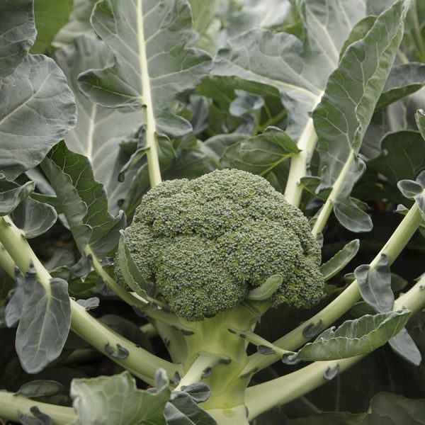 Calabrese Monclano F1 Quality Kings Seeds Vegetable Packs